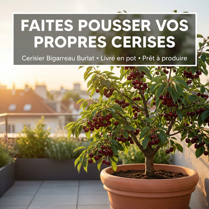 Cerisier Bigarreau Burlat - 4 Ans d'Âge