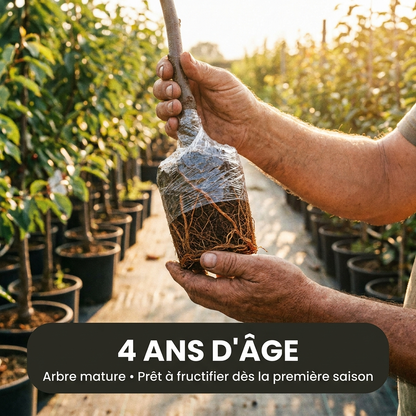 Cerisier Bigarreau Burlat - 4 Ans d'Âge