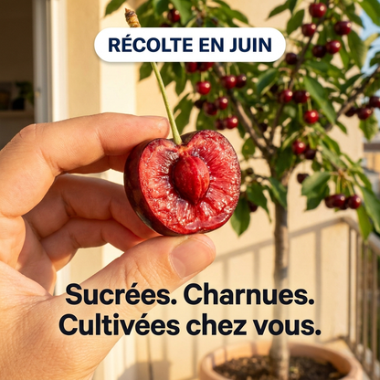 Cerisier Bigarreau Burlat - 4 Ans d'Âge